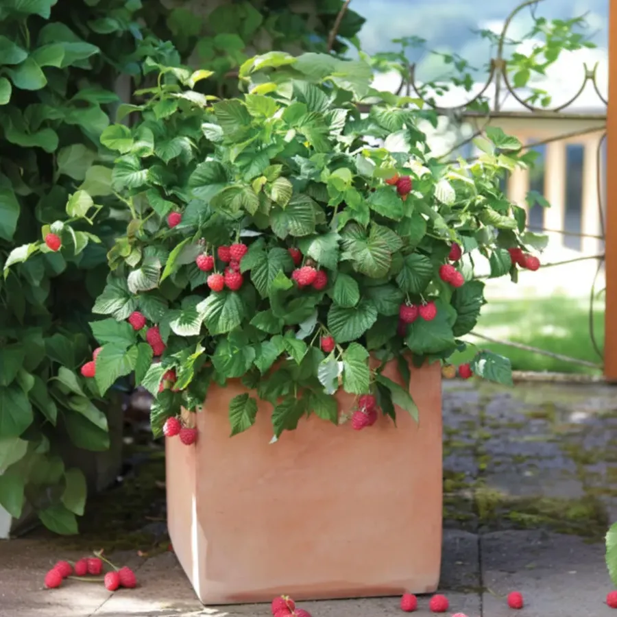 Planten|Bomen-Plant in a Box Frambozenplant - Set van 3 - Rubus ideaus 'Autumn Bliss' - Hoogte 25-40cm - ⌀9cm