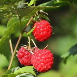 Planten|Bomen-Plant in a Box Frambozenplant - Set van 3 - Rubus ideaus 'Autumn Bliss' - Hoogte 25-40cm - ⌀9cm