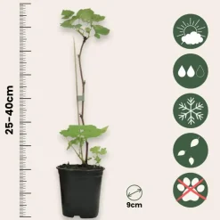 Planten|Bomen-Plant in a Box Frambozenplant - Set van 3 - Rubus ideaus 'Autumn Bliss' - Hoogte 25-40cm - ⌀9cm