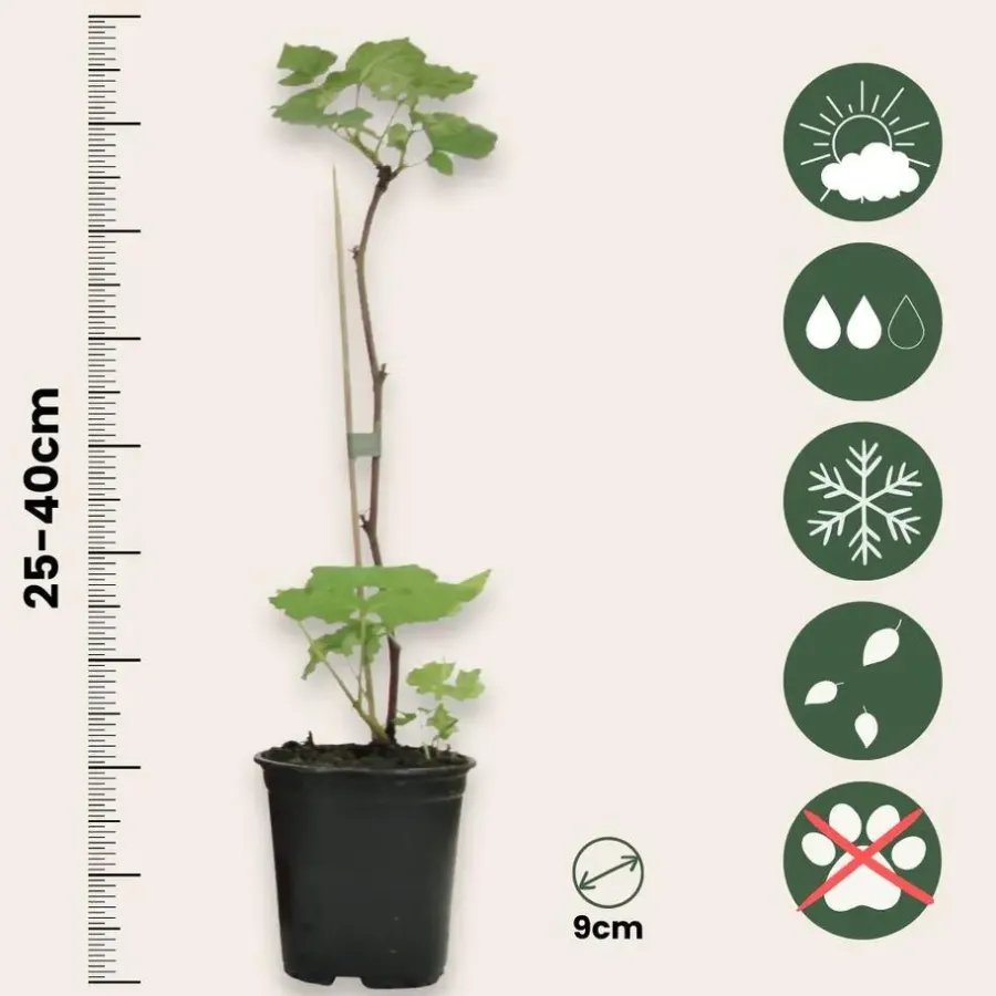 Planten|Bomen-Plant in a Box Frambozenplant - Set van 3 - Rubus ideaus 'Autumn Bliss' - Hoogte 25-40cm - ⌀9cm