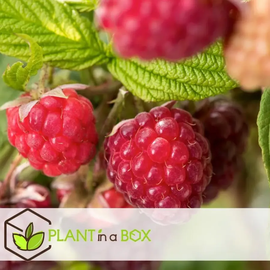 Planten|Bomen-Plant in a Box Frambozenplant - Set van 3 - Rubus ideaus 'Autumn Bliss' - Hoogte 25-40cm - ⌀9cm