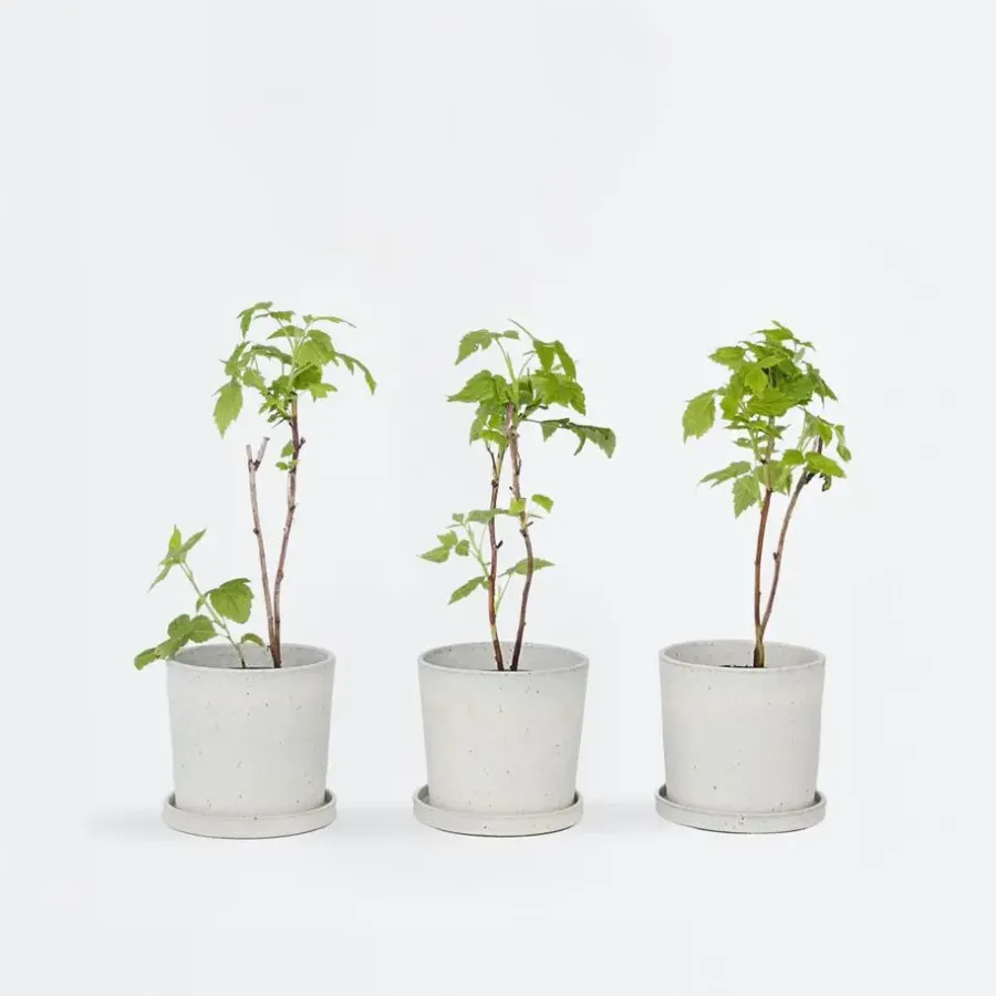 Planten|Bomen-Plant in a Box Frambozenplant - Set van 6 - Rubus ideaus 'Autumn Bliss' - Hoogte 25-40cm - ⌀9cm