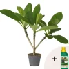 Plant in a Box Frangipani Hawaii + plantenvoeding - Plumeria rubra - Hoogte 45-55cm - ⌀17cm