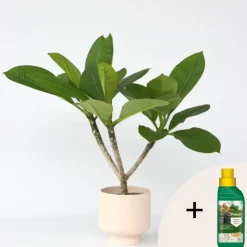 Plant in a Box Frangipani Hawaii + plantenvoeding - Plumeria rubra - Hoogte 45-55cm - ⌀17cm