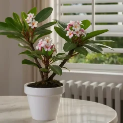 Plant in a Box Frangipani Hawaii + plantenvoeding - Plumeria rubra - Hoogte 45-55cm - ⌀17cm