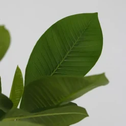 Plant in a Box Frangipani Hawaii + plantenvoeding - Plumeria rubra - Hoogte 45-55cm - ⌀17cm