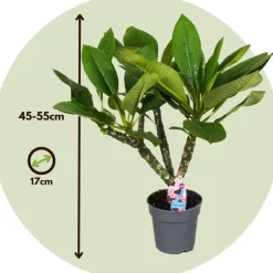 Plant in a Box Frangipani Hawaii + plantenvoeding - Plumeria rubra - Hoogte 45-55cm - ⌀17cm