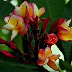 Plant in a Box Frangipani Hawaii - Plumeria rubra 'Hawaii' - Hoogte 45-55cm - ⌀17cm