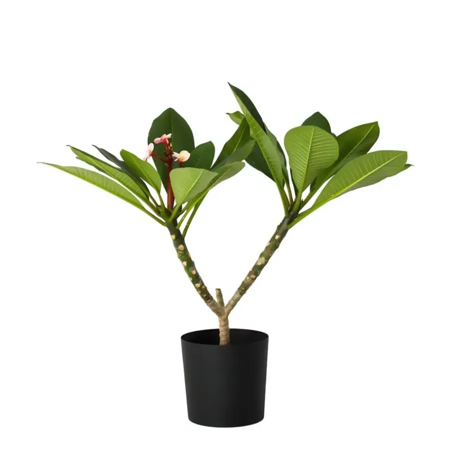 Plant in a Box Frangipani roze - Plumeria rubra 'Roze' - Hoogte 55-70cm - ⌀17cm