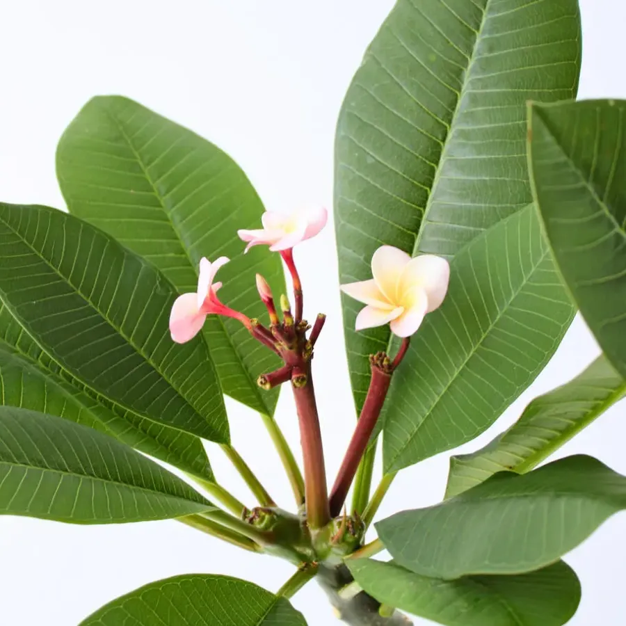 Plant in a Box Frangipani roze - Plumeria rubra 'Roze' - Hoogte 55-70cm - ⌀17cm