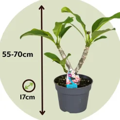 Plant in a Box Frangipani roze - Plumeria rubra 'Roze' - Hoogte 55-70cm - ⌀17cm
