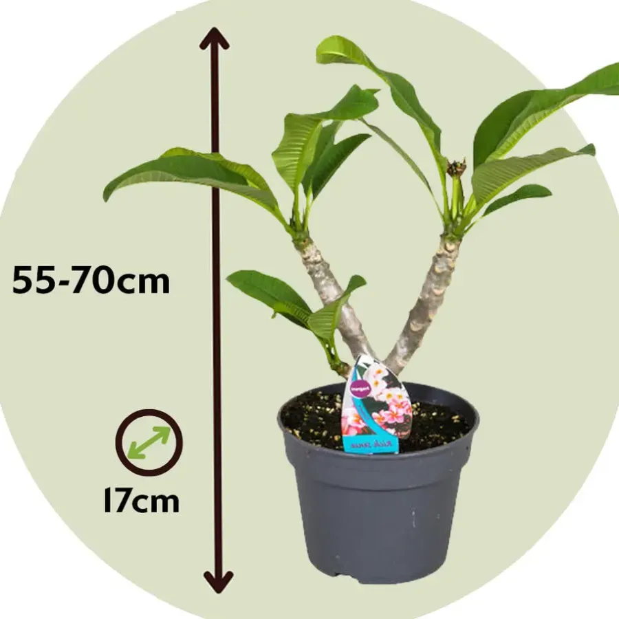 Plant in a Box Frangipani roze - Plumeria rubra 'Roze' - Hoogte 55-70cm - ⌀17cm