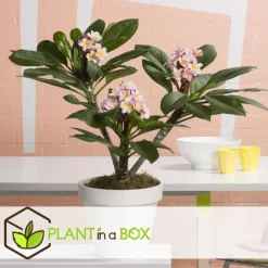 Plant in a Box Frangipani roze - Plumeria rubra 'Roze' - Hoogte 55-70cm - ⌀17cm