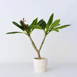 Plant in a Box Frangipani wit - Plumeria rubra 'White' - Hoogte 55-70cm - ⌀17cm