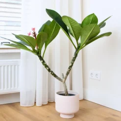 Plant in a Box Frangipani wit - Plumeria rubra 'White' - Hoogte 55-70cm - ⌀17cm