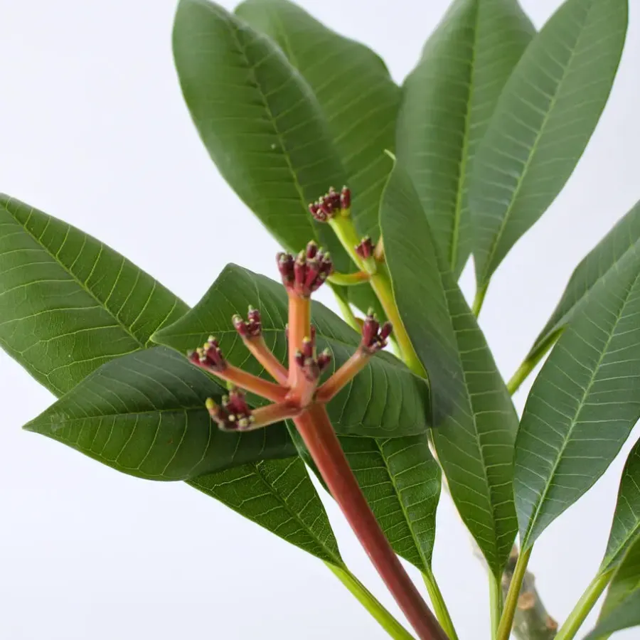 Plant in a Box Frangipani wit - Plumeria rubra 'White' - Hoogte 55-70cm - ⌀17cm