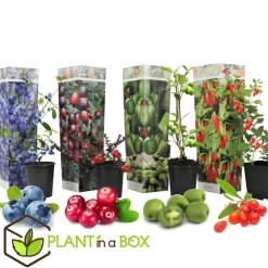 Planten|Bomen-Plant in a Box Fruitstruiken - Set van 8 - Actinidia, Vaccinium, Lycium - Hoogte 25-40cm - ⌀9cm
