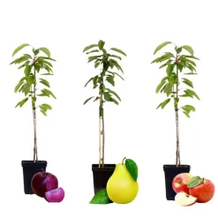 Plant in a Box Fruitzuilen - Set van 3 - Apple, pear - Hoogte 60-70cm - ⌀9cm