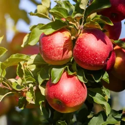 Plant in a Box Fruitzuilen - Set van 3 - Apple, pear - Hoogte 60-70cm - ⌀9cm