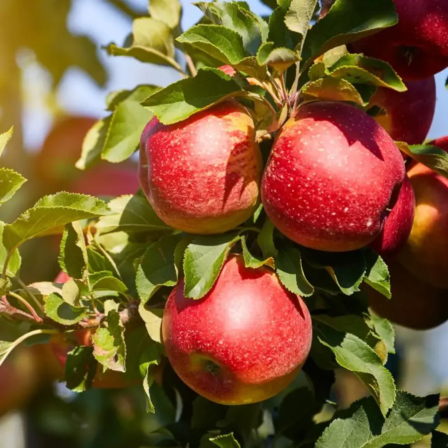 Plant in a Box Fruitzuilen - Set van 3 - Apple, pear - Hoogte 60-70cm - ⌀9cm