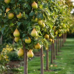 Plant in a Box Fruitzuilen - Set van 3 - Apple, pear - Hoogte 60-70cm - ⌀9cm