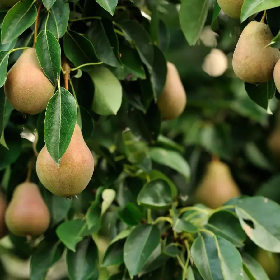 Plant in a Box Fruitzuilen - Set van 3 - Apple, pear - Hoogte 60-70cm - ⌀9cm