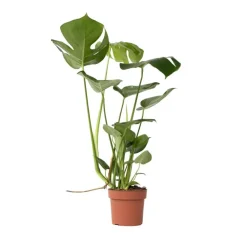 Kamerplanten-Plant in a Box Gatenplant - Monstera deliciosa - Hoogte 50-60cm - ⌀17cm
