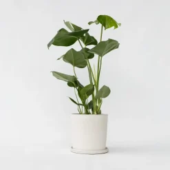 Kamerplanten-Plant in a Box Gatenplant - Monstera deliciosa - Hoogte 50-60cm - ⌀17cm