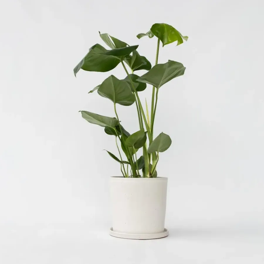 Kamerplanten-Plant in a Box Gatenplant - Monstera deliciosa - Hoogte 50-60cm - ⌀17cm