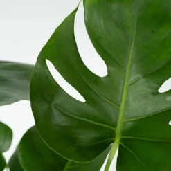 Kamerplanten-Plant in a Box Gatenplant - Monstera deliciosa - Hoogte 50-60cm - ⌀17cm