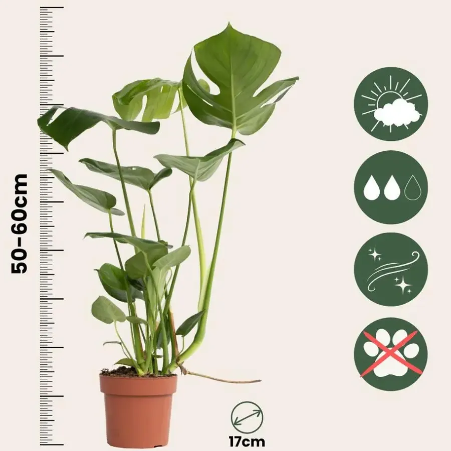 Kamerplanten-Plant in a Box Gatenplant - Monstera deliciosa - Hoogte 50-60cm - ⌀17cm