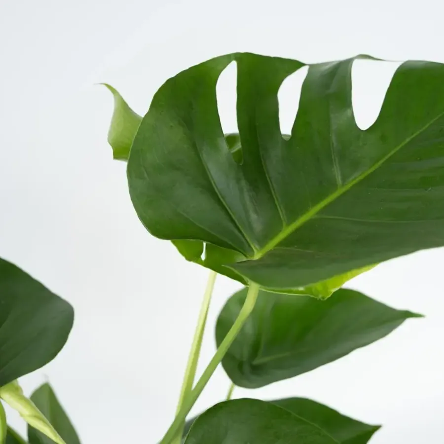 Kamerplanten-Plant in a Box Gatenplant - Monstera deliciosa - Hoogte 50-60cm - ⌀17cm