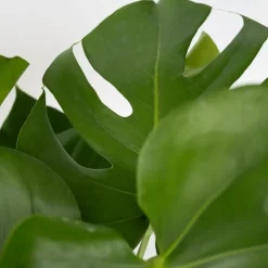 Kamerplanten-Plant in a Box Gatenplant - Monstera deliciosa - Hoogte 50-60cm - ⌀17cm