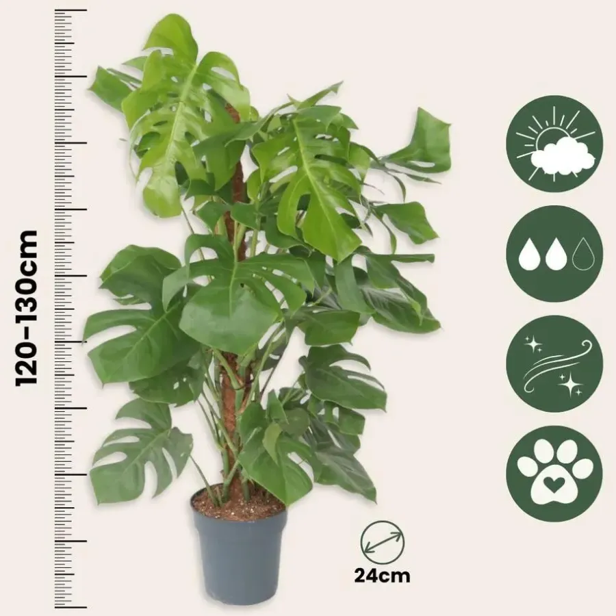 Plant in a Box Gatenplant - Monstera deliciosa - Hoogte 120-130cm - ⌀24cm
