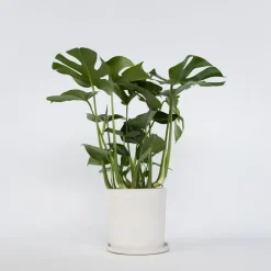 Kamerplanten-Plant in a Box Gatenplant - Monstera deliciosa - Hoogte 70-80cm - ⌀21cm