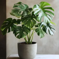 Kamerplanten-Plant in a Box Gatenplant - Monstera deliciosa - Hoogte 70-80cm - ⌀21cm