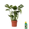 Plant in a Box Gatenplant met plantenvoeding - Monstera deliciosa - Hoogte 70-80cm - ⌀21cm