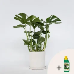 Plant in a Box Gatenplant met plantenvoeding - Monstera deliciosa - Hoogte 70-80cm - ⌀21cm