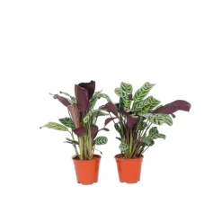 Kamerplanten-Plant in a Box Gebedsplant - Set van 2 - Ctenanthe 'burle-marxii' - Hoogte 25-40cm - ⌀12cm