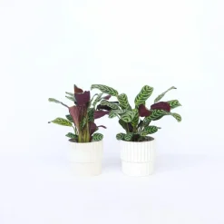 Kamerplanten-Plant in a Box Gebedsplant - Set van 2 - Ctenanthe 'burle-marxii' - Hoogte 25-40cm - ⌀12cm