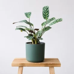 Kamerplanten-Plant in a Box Gebedsplant - Set van 2 - Ctenanthe 'burle-marxii' - Hoogte 25-40cm - ⌀12cm