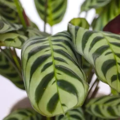 Kamerplanten-Plant in a Box Gebedsplant - Set van 2 - Ctenanthe 'burle-marxii' - Hoogte 25-40cm - ⌀12cm