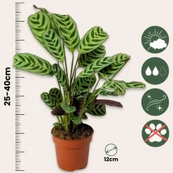 Kamerplanten-Plant in a Box Gebedsplant - Set van 2 - Ctenanthe 'burle-marxii' - Hoogte 25-40cm - ⌀12cm