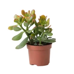 Kamerplanten-Plant in a Box Geldboom - Crassula ovata 'Sunset' - Hoogte 15-20cm - ⌀12cm