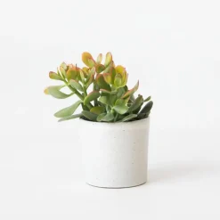 Kamerplanten-Plant in a Box Geldboom - Crassula ovata 'Sunset' - Hoogte 15-20cm - ⌀12cm