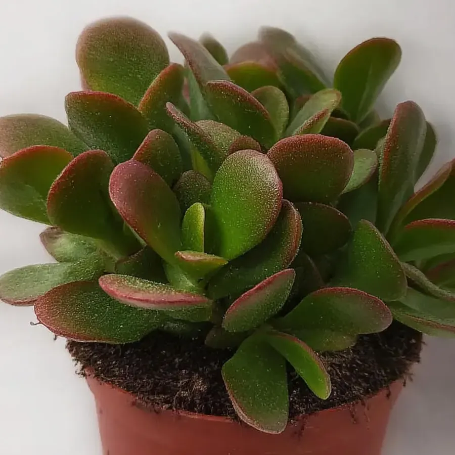 Kamerplanten-Plant in a Box Geldboom - Crassula ovata 'Sunset' - Hoogte 15-20cm - ⌀12cm