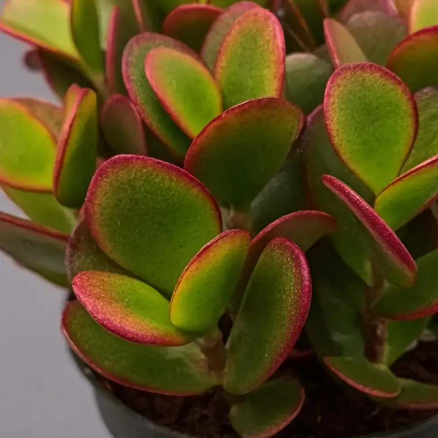 Kamerplanten-Plant in a Box Geldboom - Crassula ovata 'Sunset' - Hoogte 15-20cm - ⌀12cm