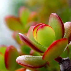 Kamerplanten-Plant in a Box Geldboom - Crassula ovata 'Sunset' - Hoogte 15-20cm - ⌀12cm