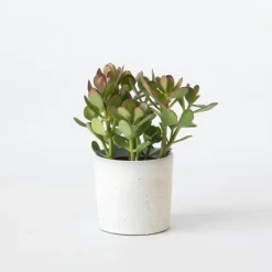 Kamerplanten-Plant in a Box Geldboom - Crassula ovata - Hoogte 15-25 cm - ø 12 cm