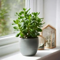 Kamerplanten-Plant in a Box Geldboom - Crassula ovata - Hoogte 15-25 cm - ø 12 cm